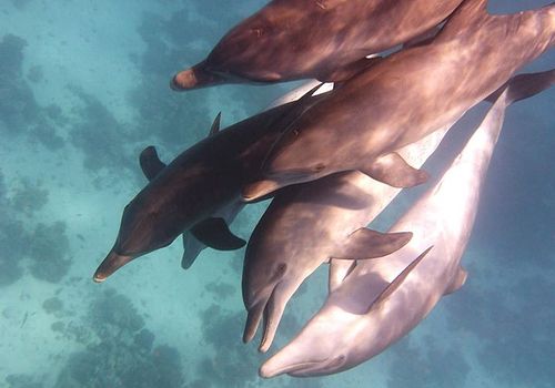 Plavání s delfíny 